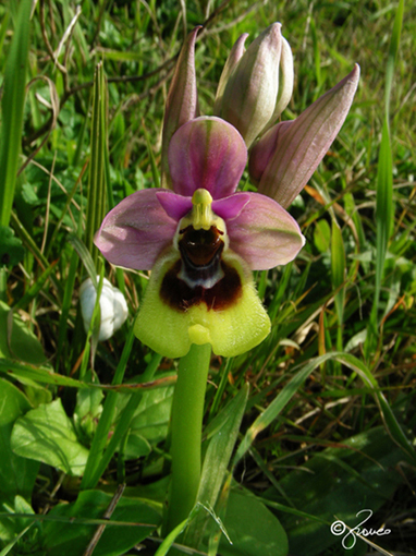 Ophrys tenthredinifera in Sicilia Occidentale